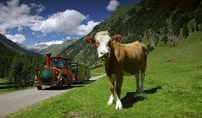 Almwiese mit Kuh und der Tschu-Tschu-Bahn