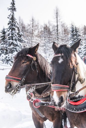 Pferdeschlittenfahrt im Winterurlaub am Katschberg