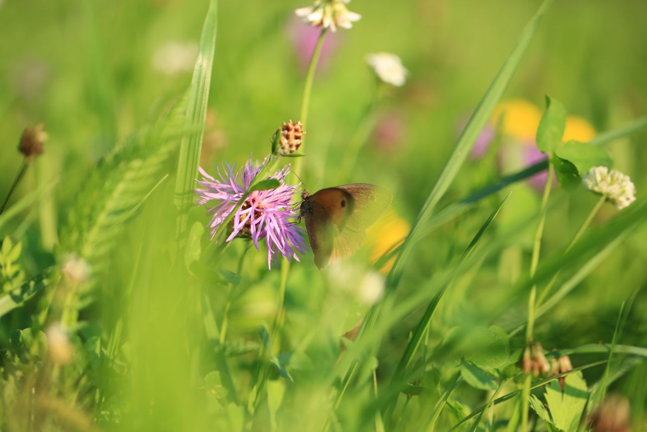 Nahaufnahme eines Schmetterlings, der auf einer violetten Blume in einer grünen Wiese sitzt
